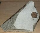 Killer Prochasmops Trilobite From Estonia - Super Rare #30810-7